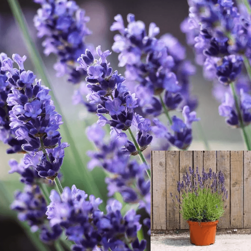 English Lavender (Lavandula) Hidcote Blue | Two Live Herb Plants | Non-GMO,  Perennial in Zones 5 to 8, Mosquito Repellent Plant