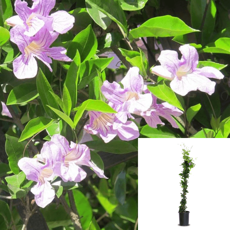 lavender trumpet vine seeds Clytostoma Callistegioides 1 Gallon Purple Violet Trumpet Vine Espalie –  NNplant