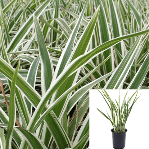 Dianella Tasmanica Varigated 1Gallon Variegated Flax Lily Plant Grass Outdoor Live Plant Hofr7