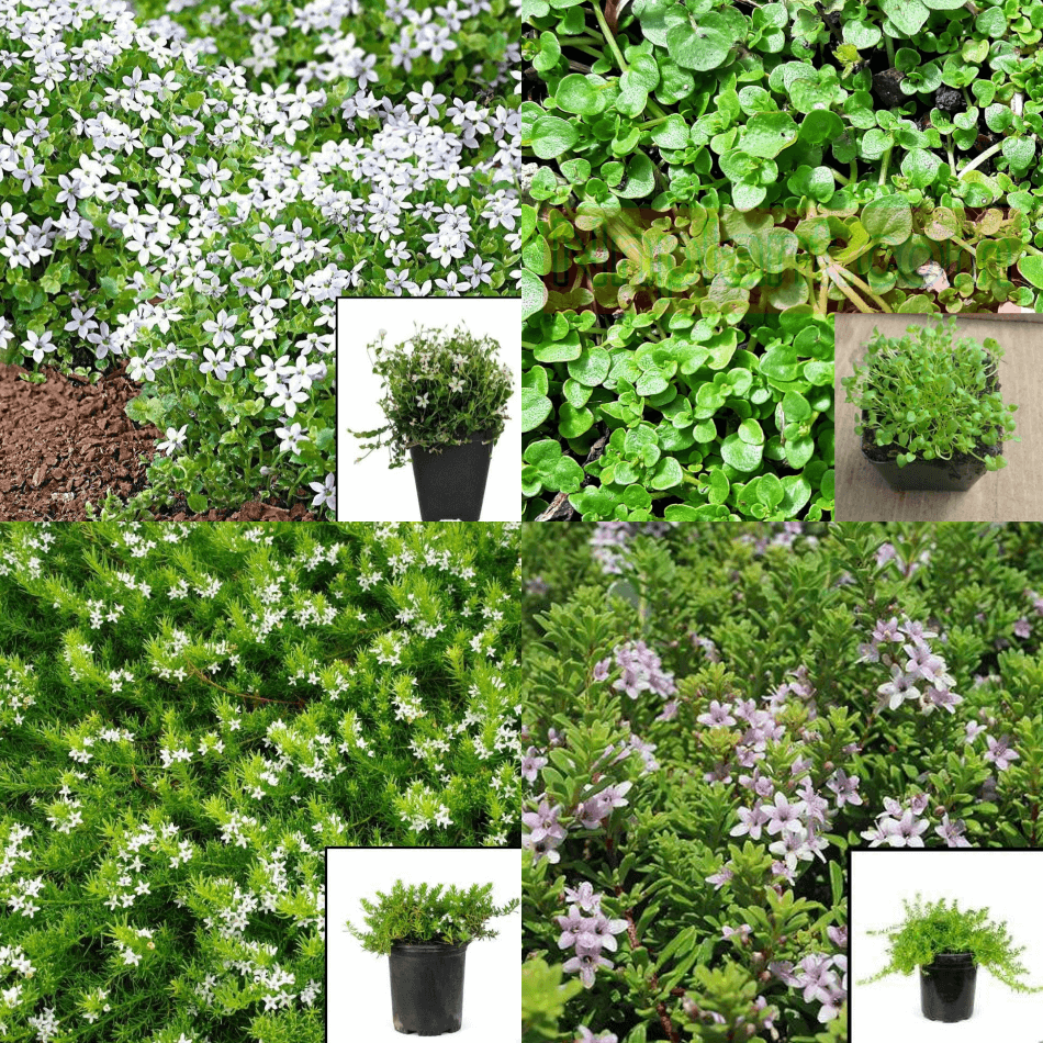 ground cover potted plants Combo of 4 Green Ground Cover Plant 3 inches Pot RANDOM PICK Isotoma Mini White Mr7