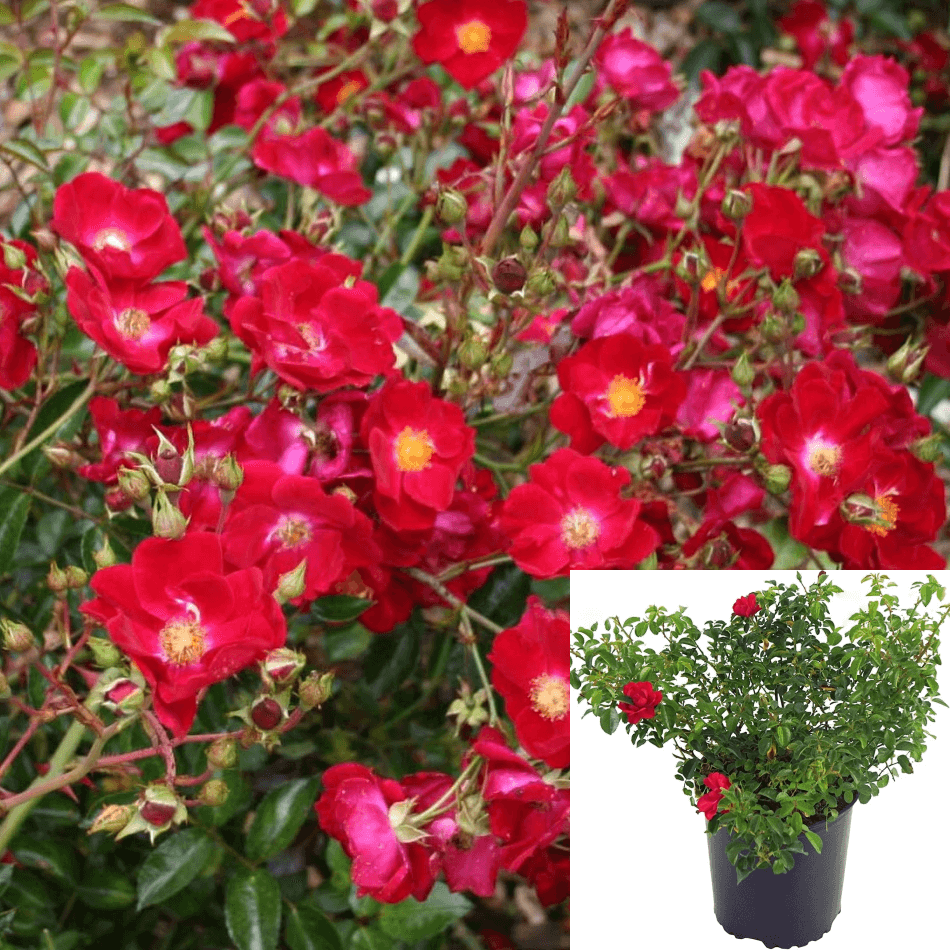 Rosa Ground Cover Red 1Gallon Plant Flower Carpet Red Live Plant Outdo