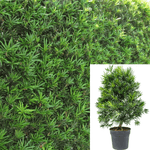 Podocarpus Macro Maki 5Gallon Plant Compact Yew Pine Plant Podocarpus Macrophyllus Maki