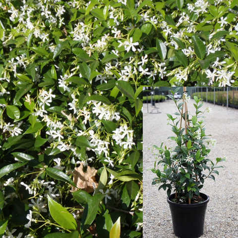 Trachelospermum Jasminoides 5Gallon Trachelospermum Jasminoides Staked 5Gallon Star Jasmine White Live Plant Outdoor Mr7Ht7