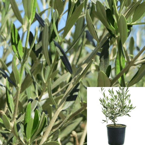 Olea Europaea Wilsonii 1Gallon Fruitless Olive Plant Olea Europaea Wilsonii Live Plant Outdoor Mr7 Ht7 Gg7