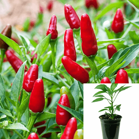 Pepper chili Thai Pepper Hot 4Inches Pot Jb4 Plant Chili Pepper Also Chile Red Ht7