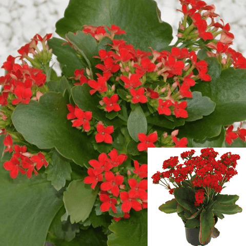 Rosebud Red Kalanchoe Calandivia 4Inches Pot Flowers Xmas Houseplantli Live Plant succulent ht7 best
