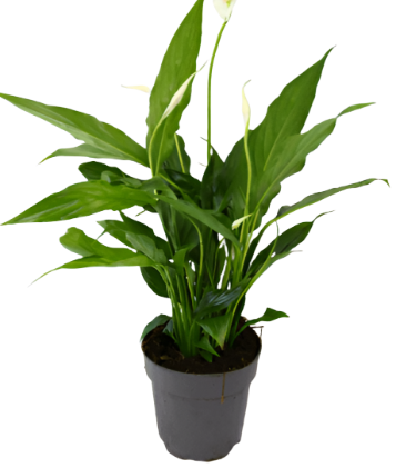 Peace Lily Spathiphyllum 4Inches Pot House Plant Spathiphyllum Wallisii Peace white flower air purifying Live Ht7 Best