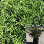 Juniperus Chinensis Holbert Plant Holbert Chinese Juniper 5Gallon Live Plant Ho7
