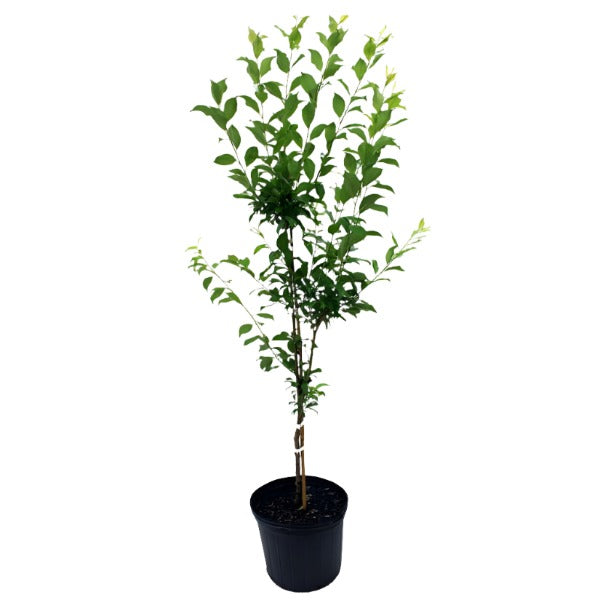 supreme plant pot Flavor Supreme Pluot 5 Gallon Plant Prunus Armeniaca Domestica Outdoor –  NNplant