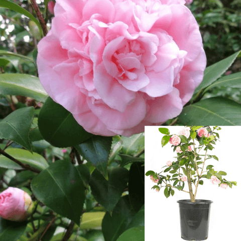 Camellia Debutante Bush 5Gallon Plant Camellia Pink Flower Japonica Japanese Tsubaki Live Plant Outdoor Gr7
