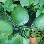 Winter Melon Hybridmall Round 4Inchespot Plant Wax Gourd Benincasa Hispida Ht7
