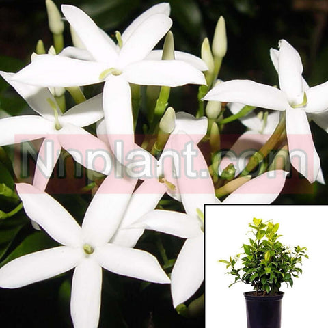 Jasminum Angulare Plant South African Jasmine White 5Gallon Live Plant Ht7