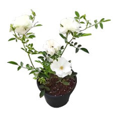 Rosa Knock Out White 5Gallon Plant Shrub Rose White Plant Rosa Radwhite Plant Outdoor Flower Live Plant Gr7