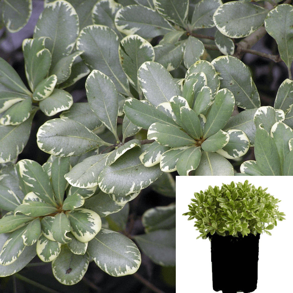 Pittosporum Tobira Cream De Mint Tm 5Gallon Dwarf Mock Orange Live Pla