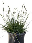 Sesleria Greenlees Select 1Gallon Greenlee Moor Grass Full Live Plant Fr7