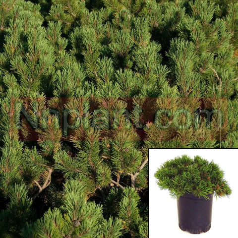 Pinus Mugo Pumilo 2Gallon Pinus Mugo Bog Pine Creeping Pine Live Plant Mr7 Gg7