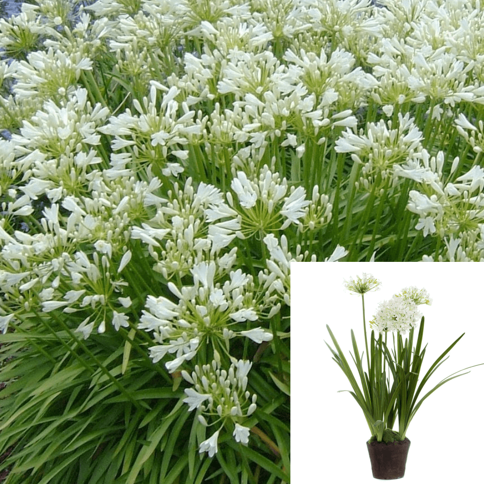 Agapanthus Africanus Hybrid Van White 1 Gallon Lily Of Nile Live