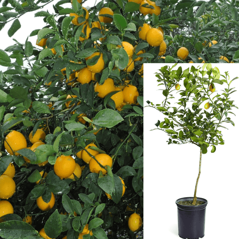 Citrus Lemon Imp Meyer Standard Tree 5Gallon Plant Improved Dwarf Meyer Lemon Trees Plant Citrusrus Citrus Limon Meyer Fr7