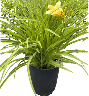 Hemerocallis Doubletalk 1Gallon Yellow Daylily Double Yellow Plant Perennials Outdoor Live Plant Mr7