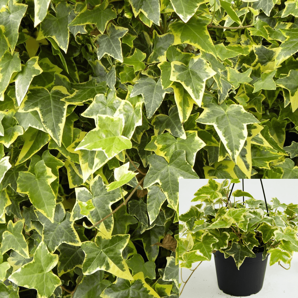 Gold Child English Ivy - Hardy Groundcover/House Plant - Sun or Shade - 4  Pot - Hirt's Gardens