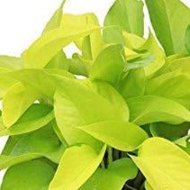 20 Cuttings pohos Neon Hanging Epipremnum Aureum 3 Long Vine Wall covering Plant Not Rooted