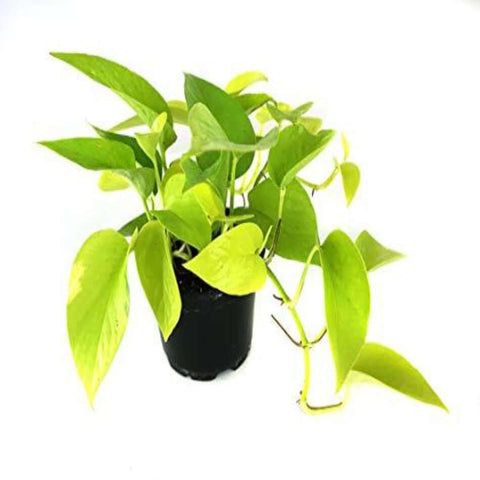 Pothos Epipremnum Aureum Neon Pothos Hanging Lant 4Inches Pot Houseplantsindoor Live Ht7 Best