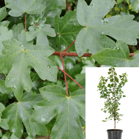 Acer Campestre 5Gallon Hedge Maple Tree Gr7 Maple Field Maple Hedge Maple Symmetrical Trees Live Plant