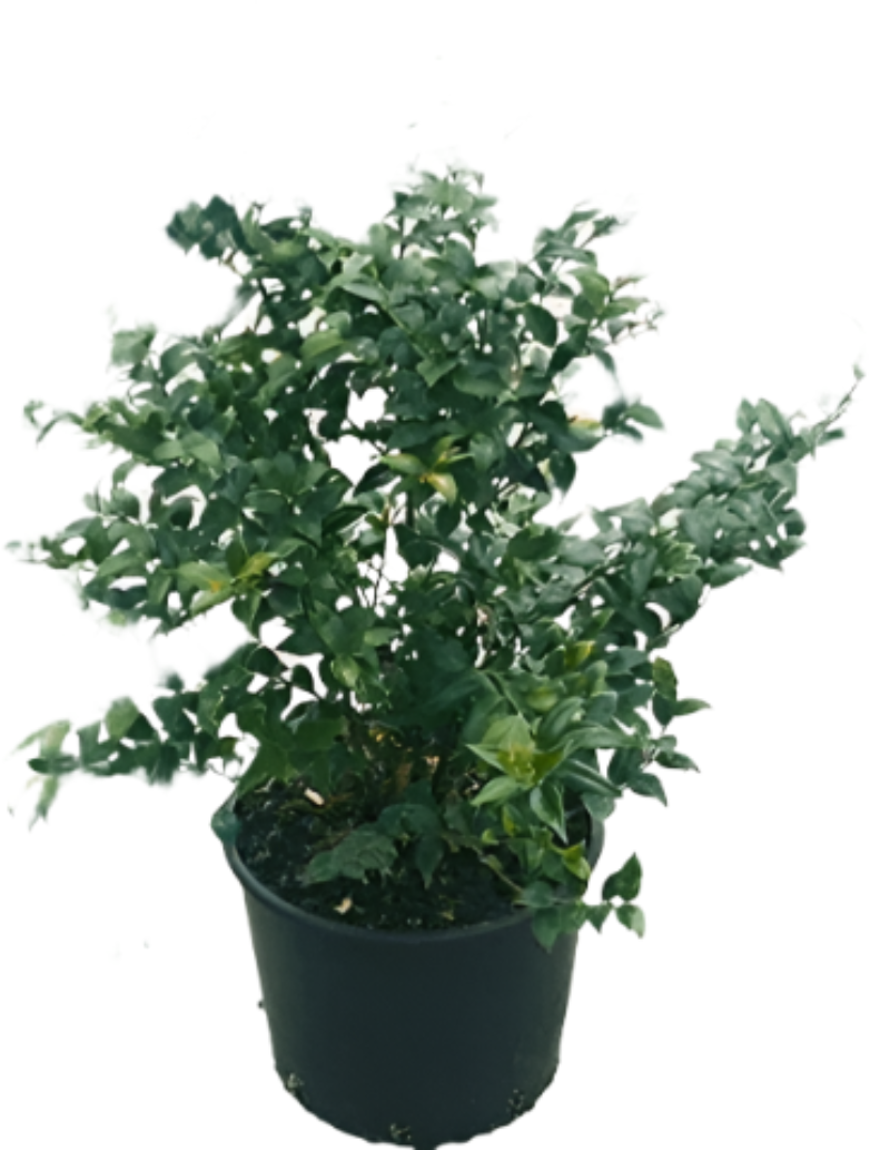 Sarcococa Ruscifolia 5Gallon Sweet Box Improved Fragrant 5Gallo – NNplant