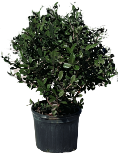 where to buy pineapple guava plant Feijoa Sellowiana 5Gallon Pineapple Guava Fruit Tree – NNplant