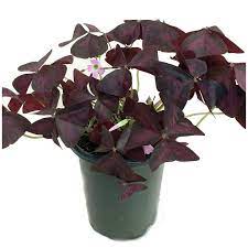 Shamrock Purple 4Inches Oxalis Triangularis Plant False Shamrock Purple Wood Sorrel  Live Plant Ht7