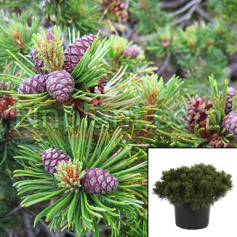 Pinus Mugo Pumilio 3Gallon Dwarf Swiss Mountain Pine Live Plant Outdoor Gg7