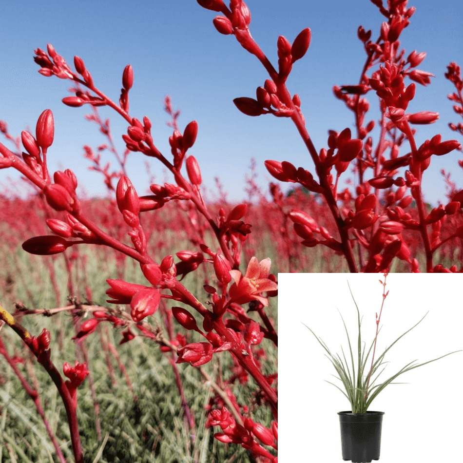 Hesperaloe Brake Lights Plant Mon Red Brakelights Yucca Parviflora 1Ga