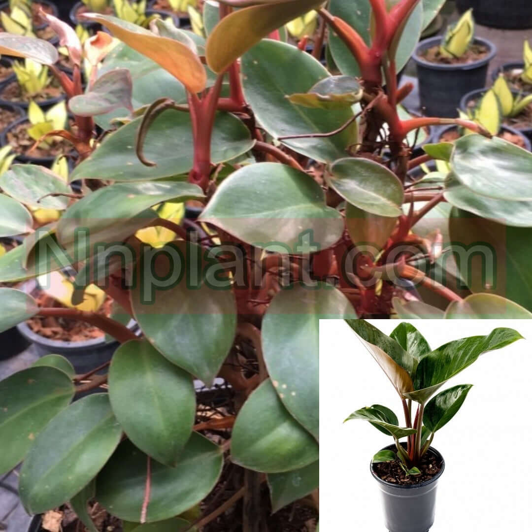 Philodendron Red Congo Petite 1 Gallon Climbing Red Congo Rojo