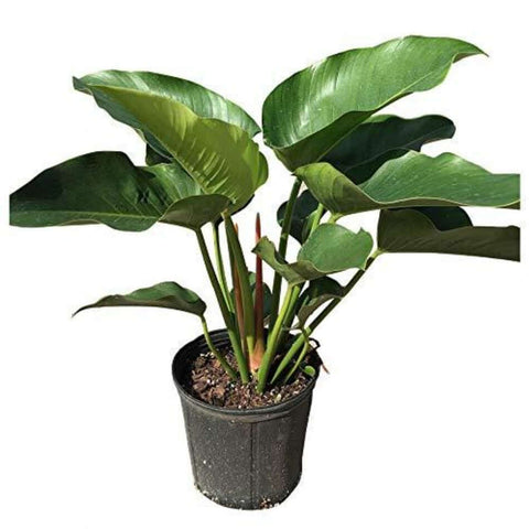 Philodendron Congo Green Premium Foliage Feet Tall 5Gallon 2.5 3.5Ft Tall Full Live Plant Ht7 Best