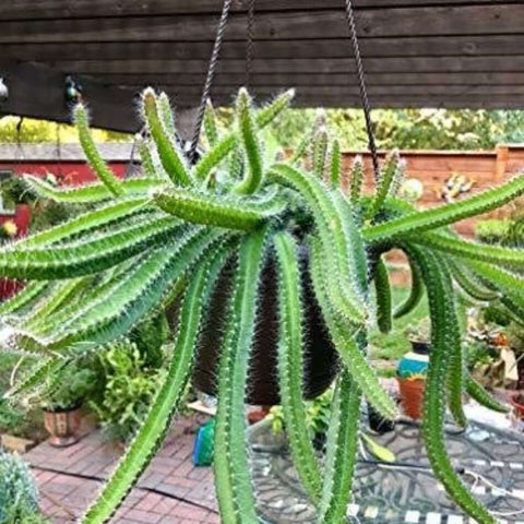 Puppy Dog Tail 4Inches Dogtail Cactus Selenicereus Testudo Hanging Plant Pot Indo Ht7 Best