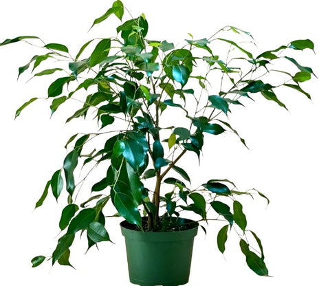 Spearmint Figs Tree 16-26Inches 1 Gallon Inches Pot Indoor Houses Air Purifying Shrub Live Plant Ht7