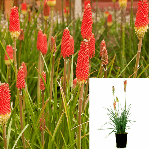 Kniphofia Uvaria Red Hot Plant Red Hot Poker 1Gallon Live Plant Outdoor Plant Flower Gr7