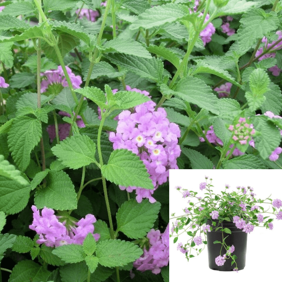 Lantana Montevidensis Lavender 1Gallon Creeping Annual Plant NNplant