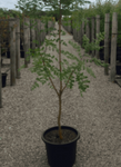 Koelreuteria Bipinnata plant Orange Chinese Flame Tree Live Plant Outdoor Fr7 1Gallon