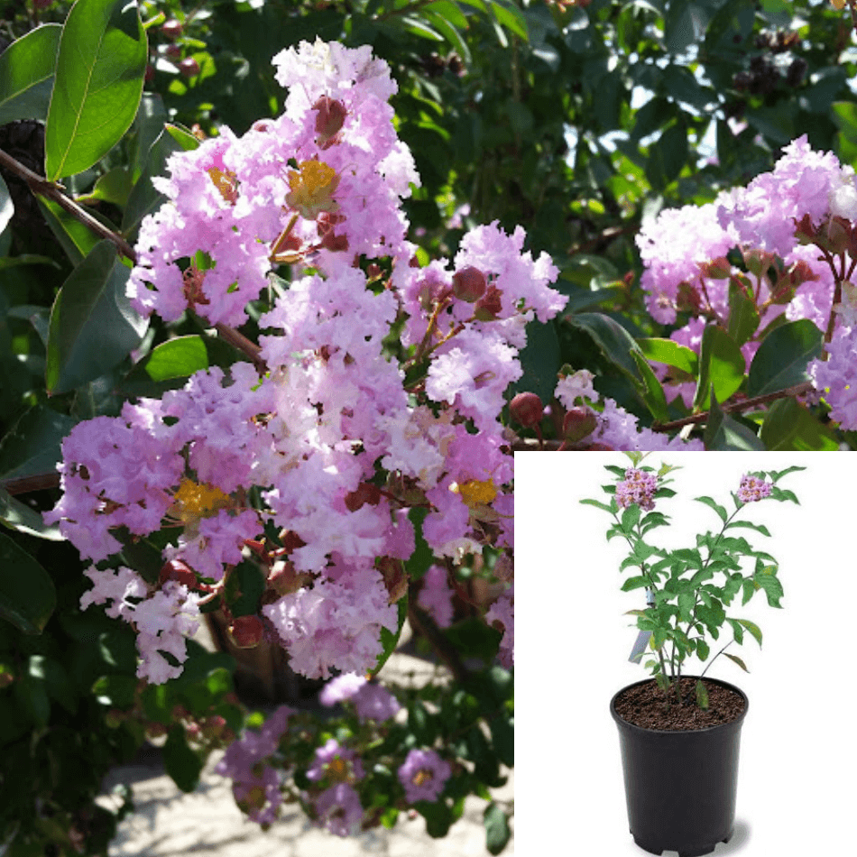 Lagerst Muskogee Multi Plant Standard Treepink Plant Largest Muskogee Plant  Lagerstroemia Indica Muskogee Crape Myrtle 5, image size:950x950