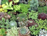20 Cuttings Succulent 10 different Varieties No Alike Premium Rare 2 each RANDOM Plant Not Rooted
