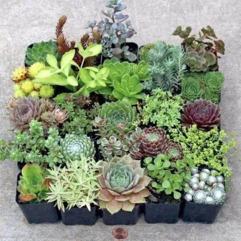 20 Cuttings Succulent 10 different Varieties No Alike Premium Rare 2 each RANDOM Plant Not Rooted