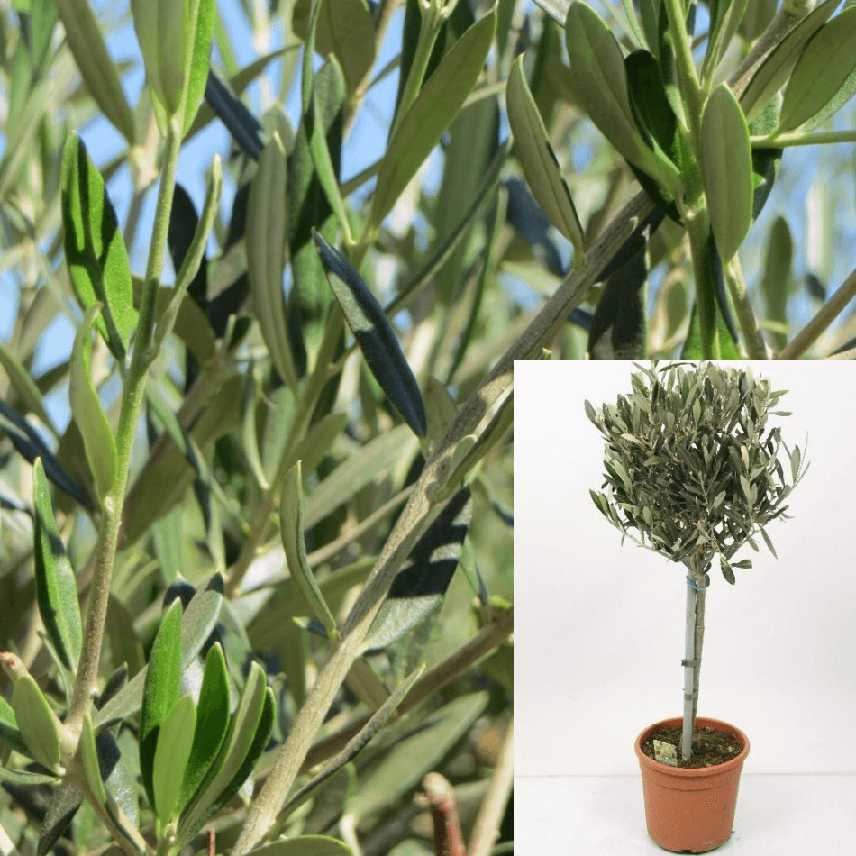 Olea Europaea Compacta Patio 5 Gallon Plant Little Ollie Dwarf Olive Plant  Live Plant Outdoo