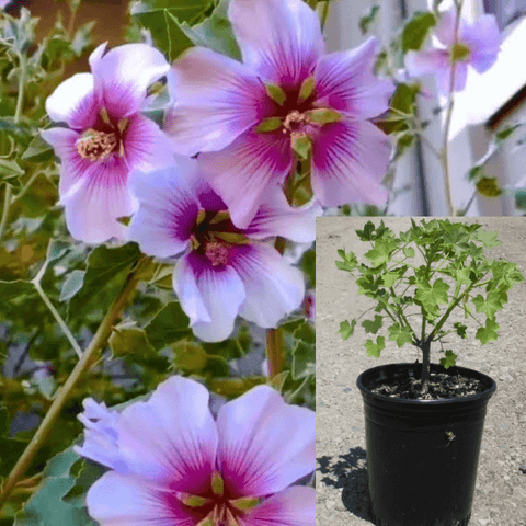 Lavatera Bicolor 5Gallon Light Purple Lavatera Maritima Tree Mallow Pink Purple Flower Gr7 Live Plant