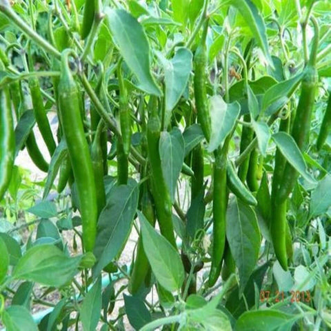 Hot Pepper Hybrid RK Seeds Packet 25