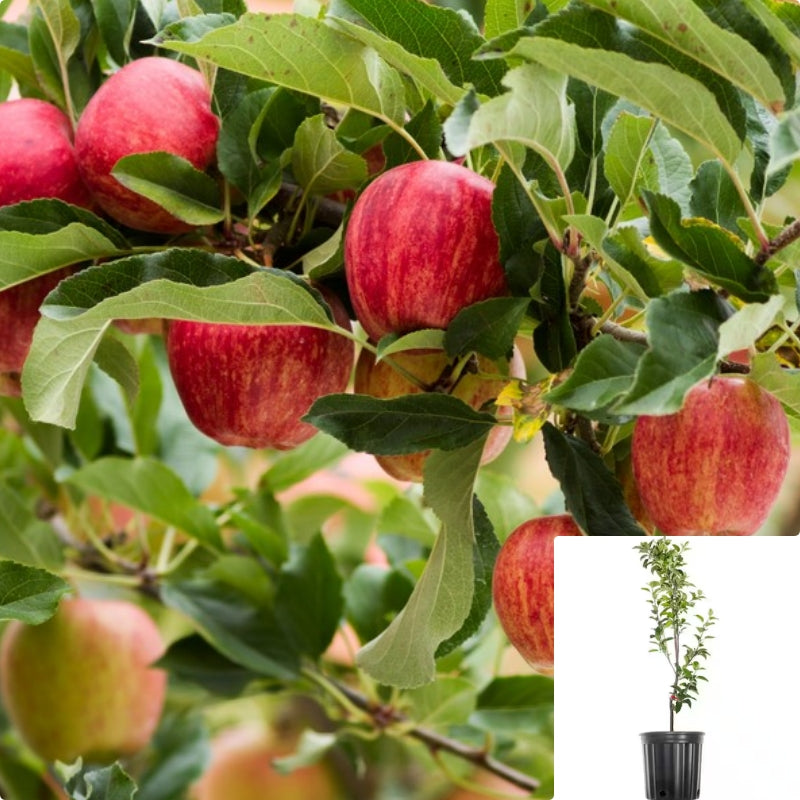 Gala Apple 5Gallon Plant Manzana Royal Gala Plant Royal Gala Apple Pla