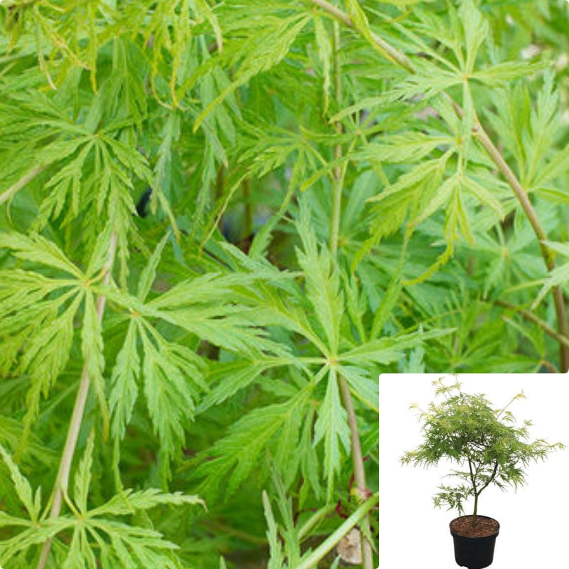 その他 MapleTree Acer Palmatum Seiryu 7 Gallon Plant Lace Leaf Japanese Maple
