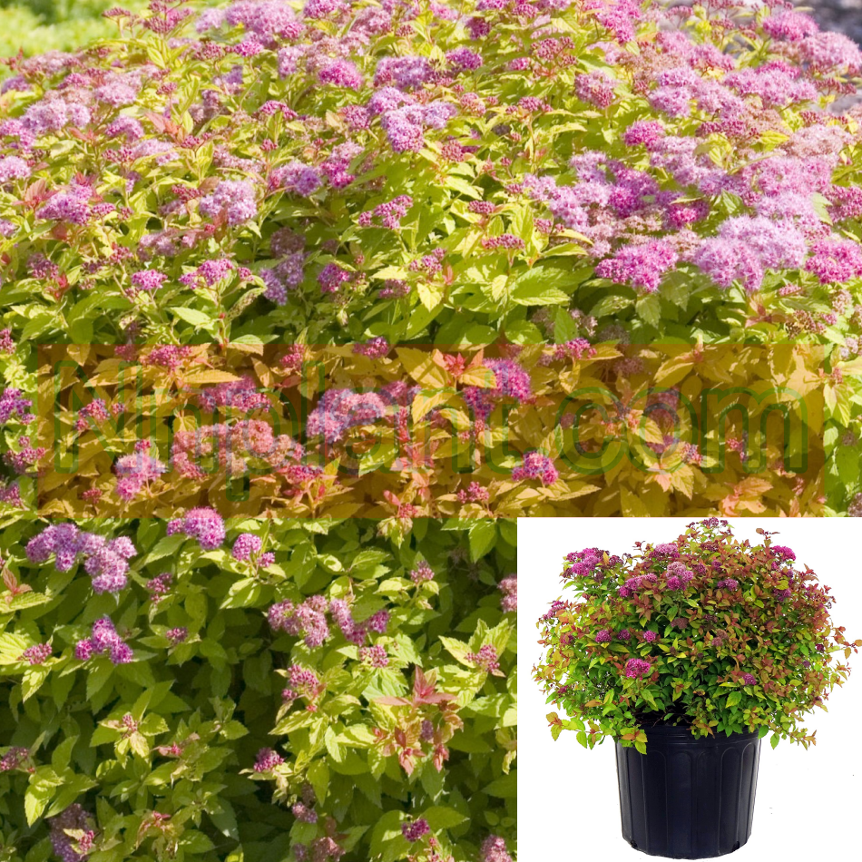Spiraea Magic Carpet Plant Japanese Spirea Magic Carpet 1Gallon Live P
