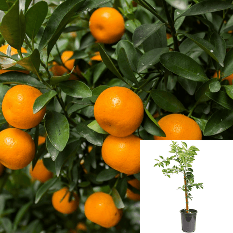 Citrus Mandarin Owari Standard Tree 5Gallon Dwarf Mandarin Tree Live Plant Ht2
