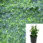 Creeping Fig 6Inches Pot Ficus Pumila Indoor Wall Covering Ground Covering Air Purifying Vine Live Plant Ht7